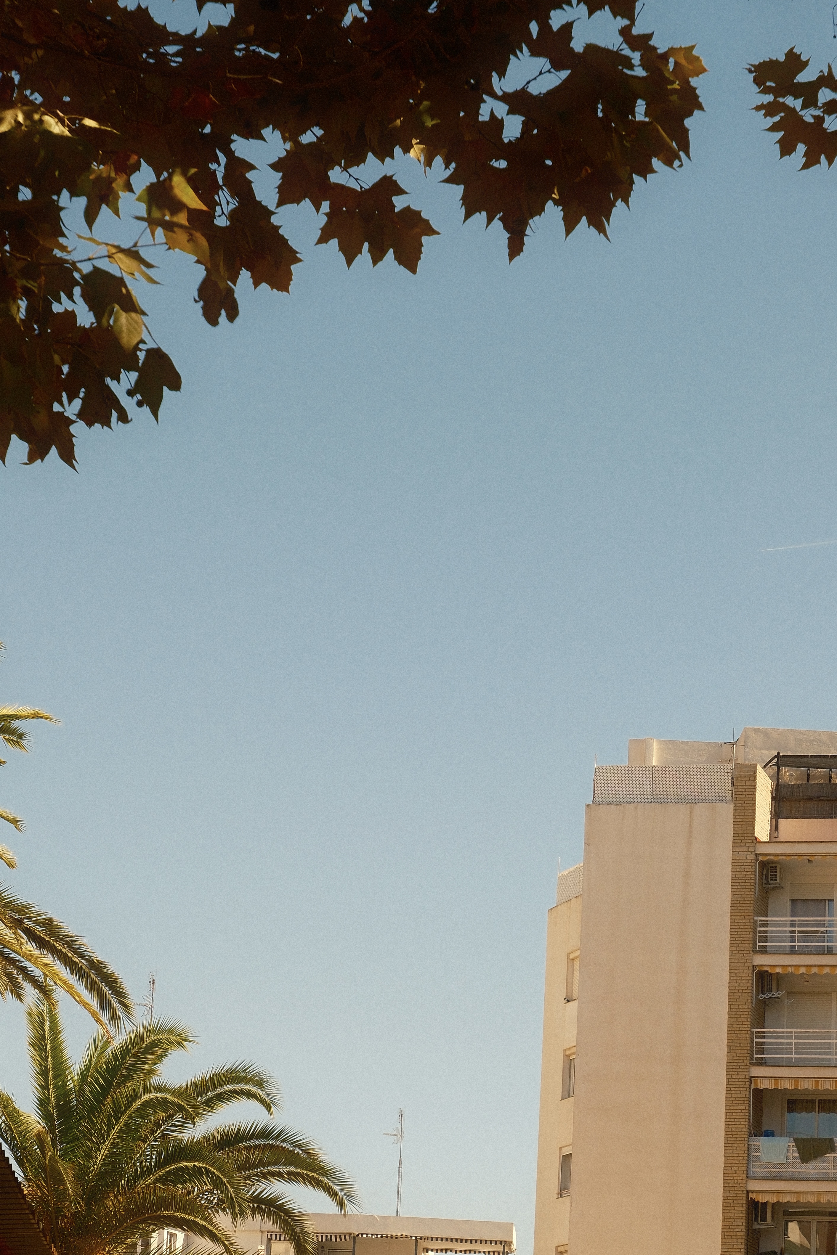 Sky Trees